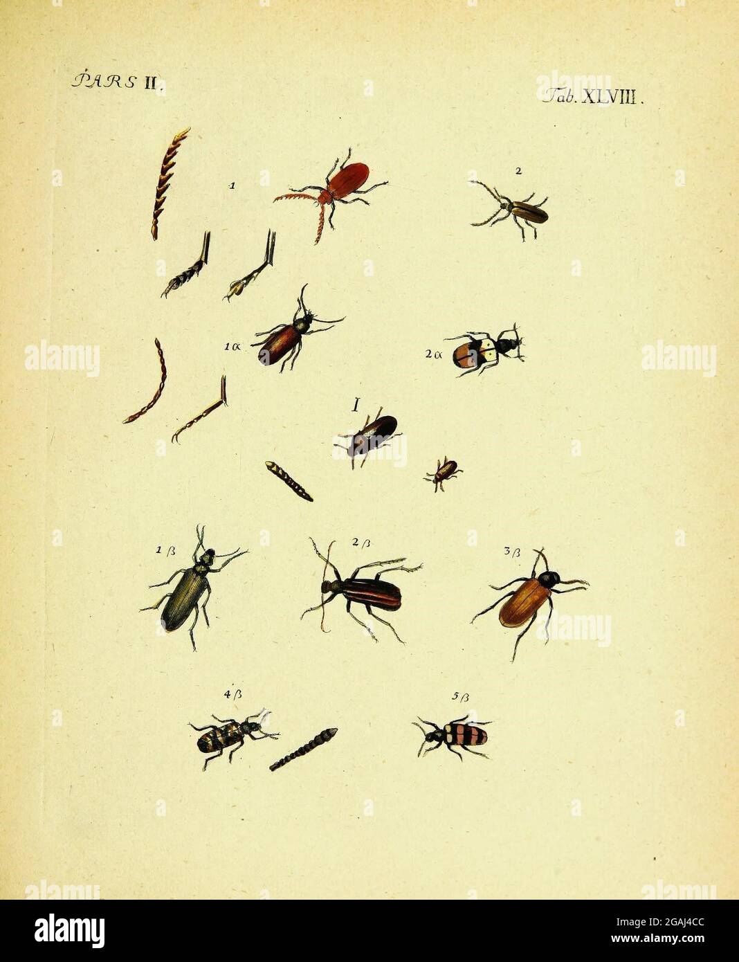 Coleoptera linn hi-res stock photography and images - Alamy