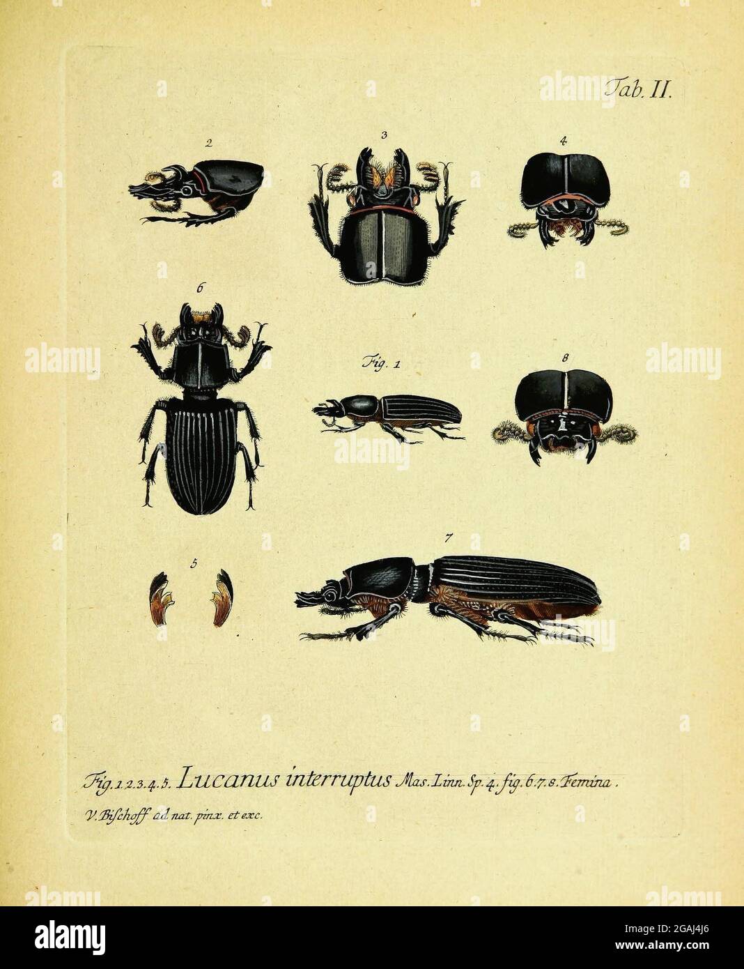 Coleoptera linn hi-res stock photography and images - Alamy