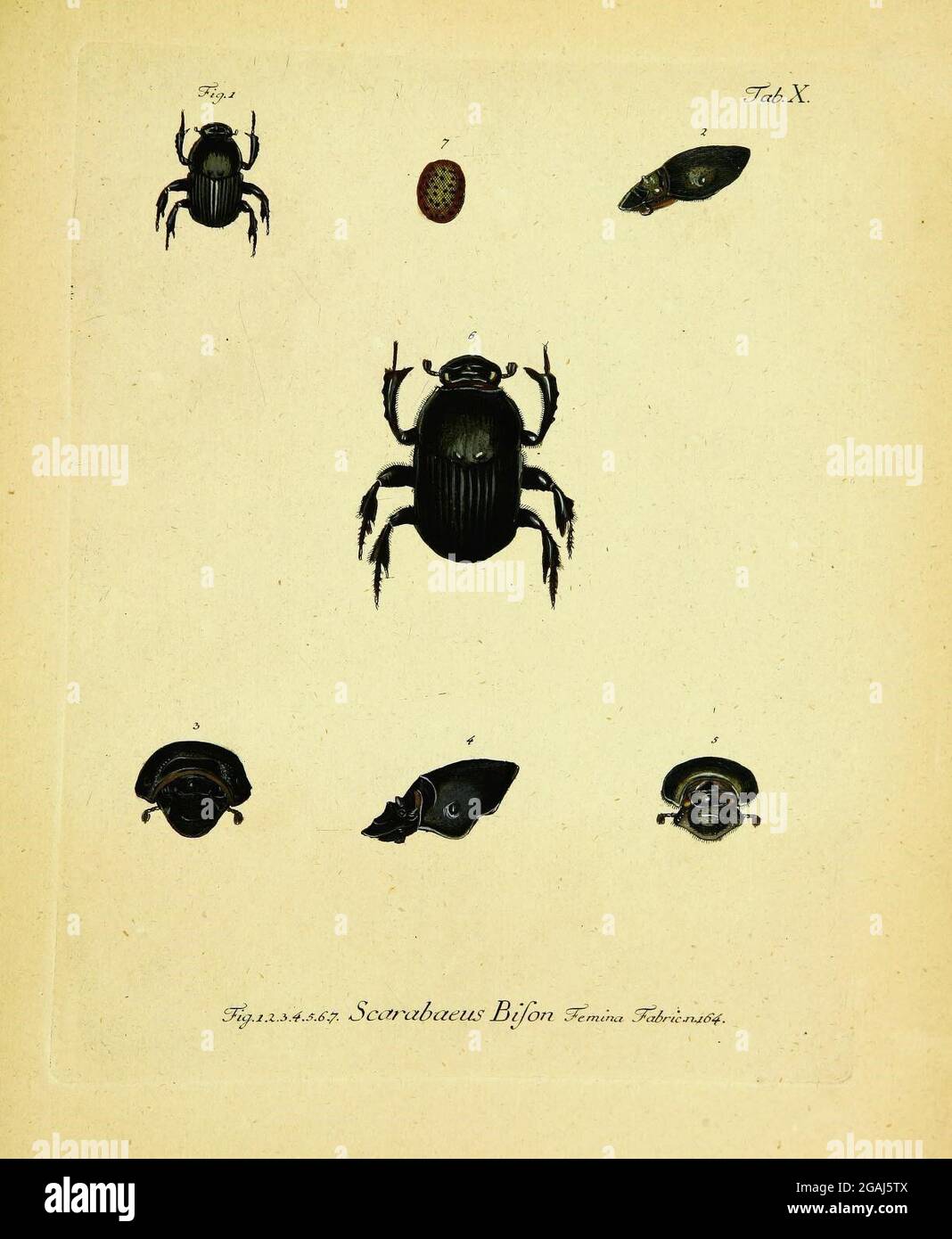 White color descriptions wild animal hi-res stock photography and ...