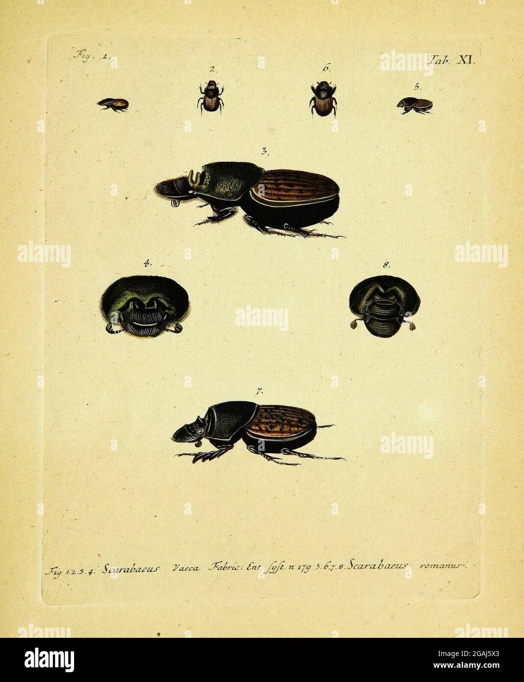 Coleoptera linn hi-res stock photography and images - Alamy