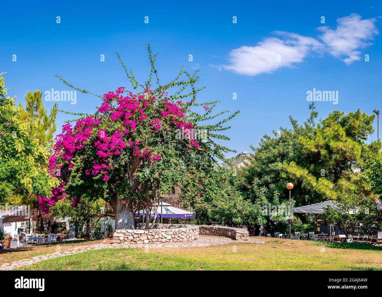 The Hiou and Vasilleos Alexandrou public park in Kaisariani, a suburb in the eastern part of Athens. Bloomed bougainvillea. Stock Photo