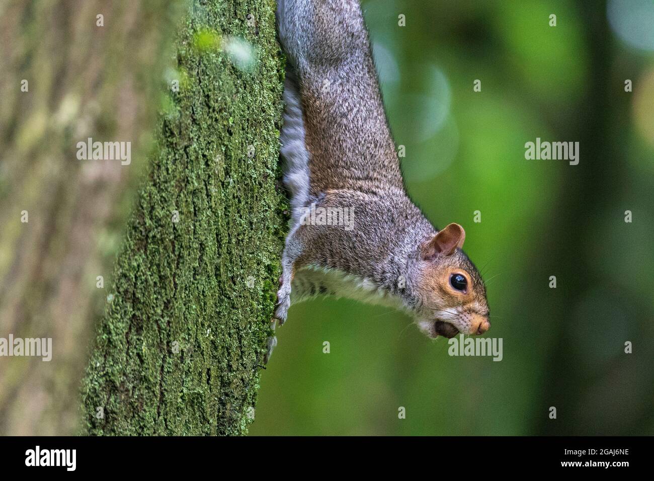 Grey squirrel with nut in its mouth hanging on a tree trunk. Stock Photo
