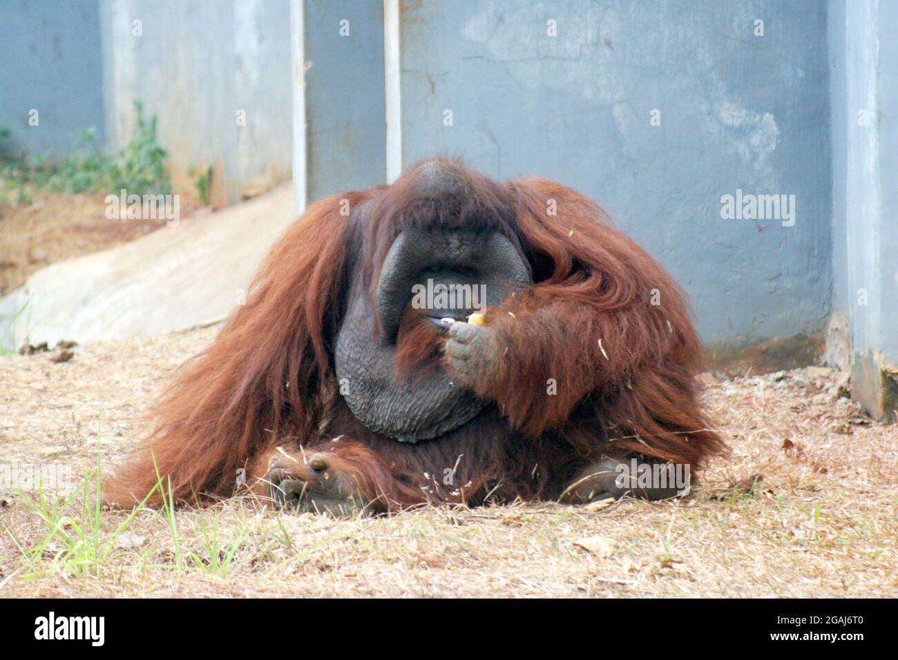 The Bornean orangutan (Pongo pygmaeus) is a species of orangutan native to the island of Borneo. Together with the Sumatran orangutan (Pongo abelii). Stock Photo
