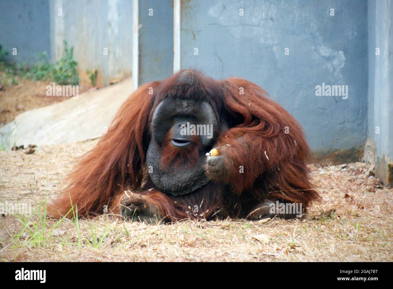 The Bornean orangutan (Pongo pygmaeus) is a species of orangutan native to the island of Borneo. Together with the Sumatran orangutan (Pongo abelii). Stock Photo