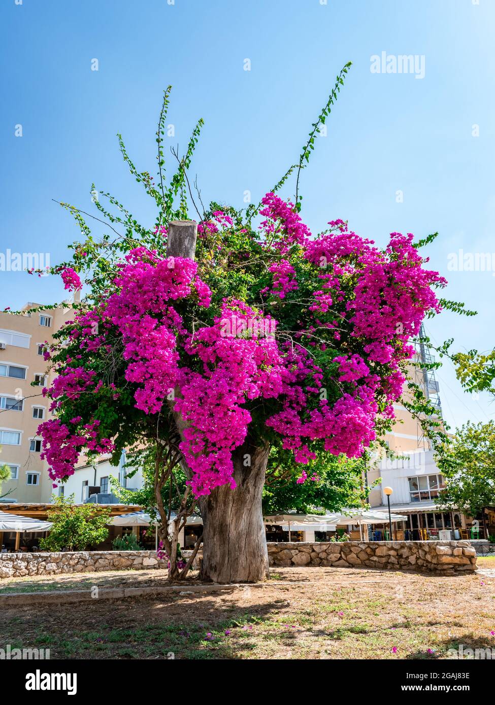 A fabulous hot-pink bloomed bougainvillea, in a public park, somewhere in Athens. Summer in Greece. Stock Photo