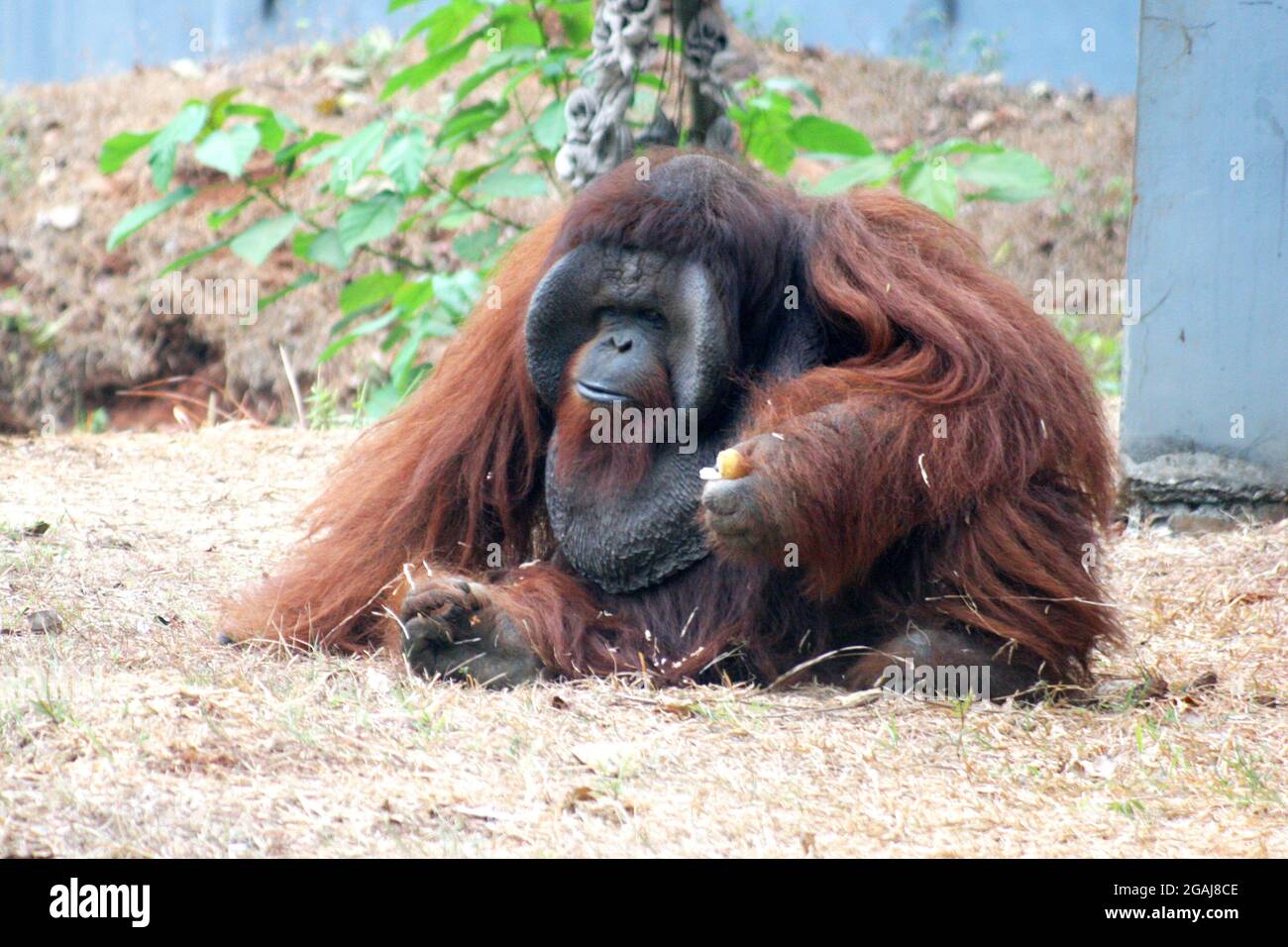 The Bornean orangutan (Pongo pygmaeus) is a species of orangutan native to the island of Borneo. Together with the Sumatran orangutan (Pongo abelii). Stock Photo