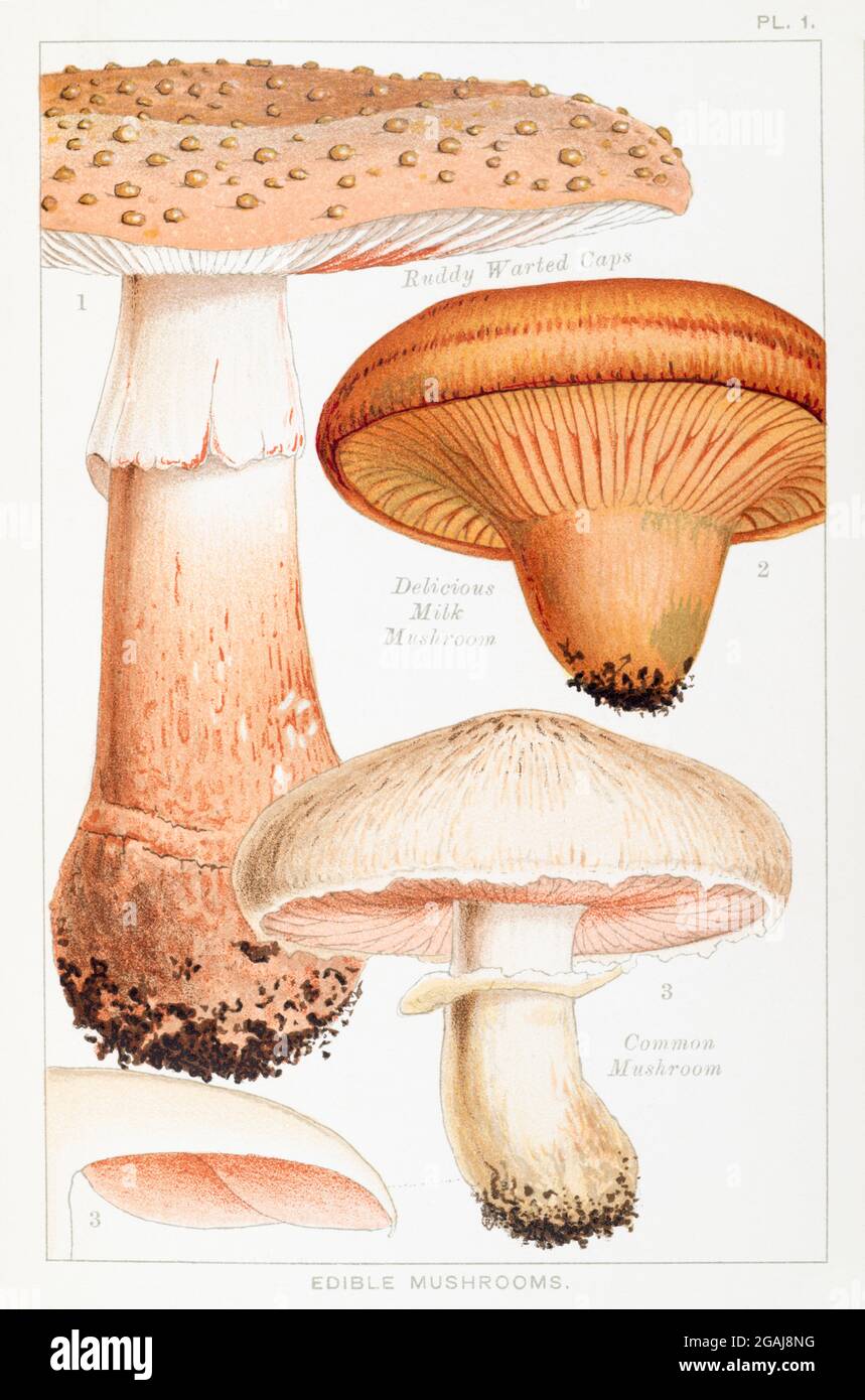 Illustration of Amanita rubescens, Lactarius deliciosus & Psalliota (Agaricus) campestris in Mordecai Cooke's 'Edible & Poisonous Mushrooms' 1894 Stock Photo