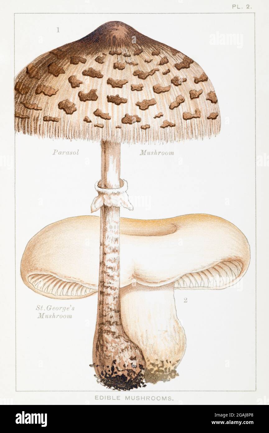 Illustration of Parasol Mushroom / Lepiota procera & St George's Mushroom / Tricholoma gambosa in Mordecai Cooke's 'Edible & Poisonous Mushrooms' 1894 Stock Photo