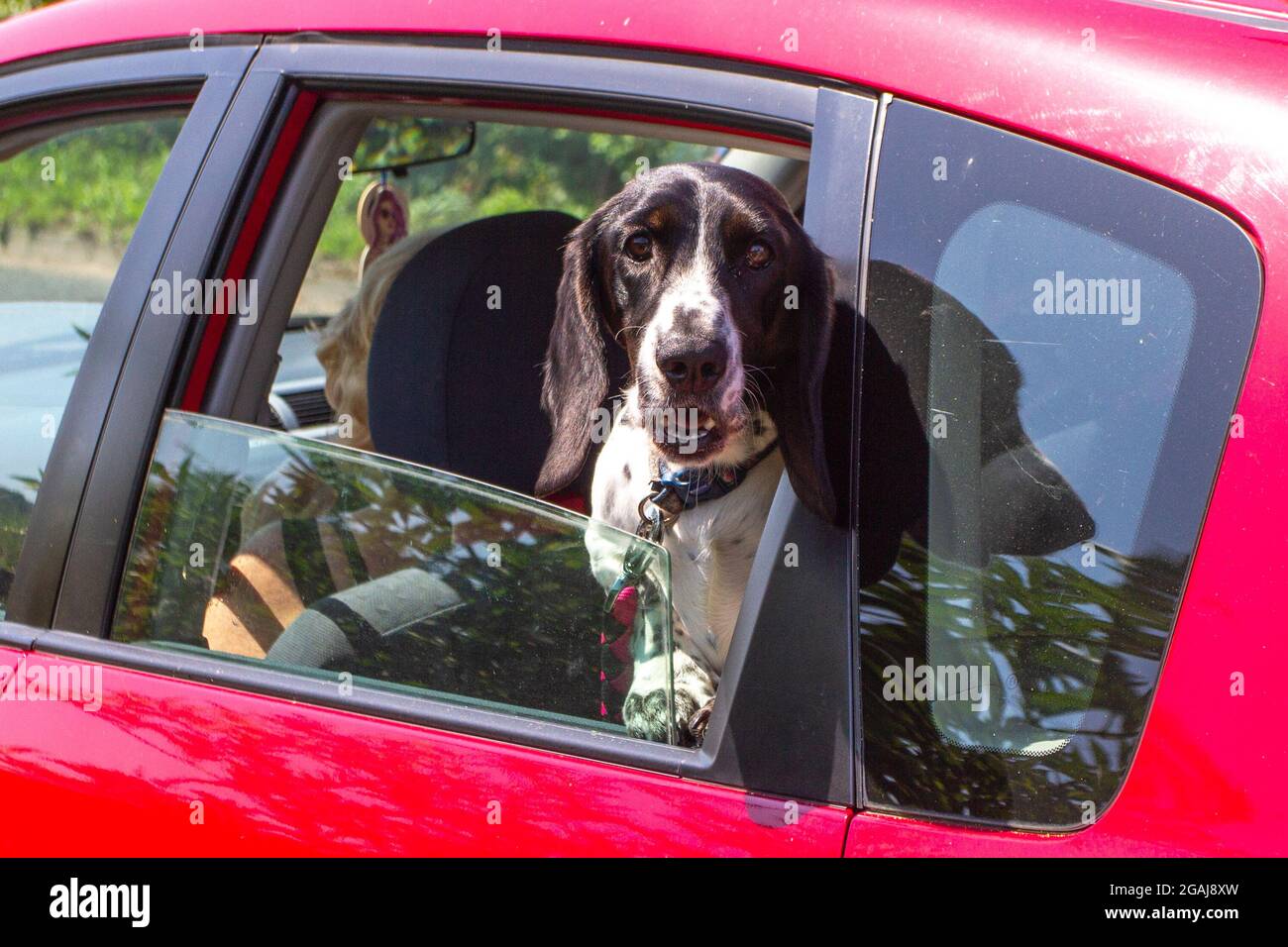 Dogs in cars; Pointing Gundogs are traditionally divided into three classes: retrievers, flushing dogs, and pointing breeds. Black & tan spotted dog looking out of car window, UK Stock Photo