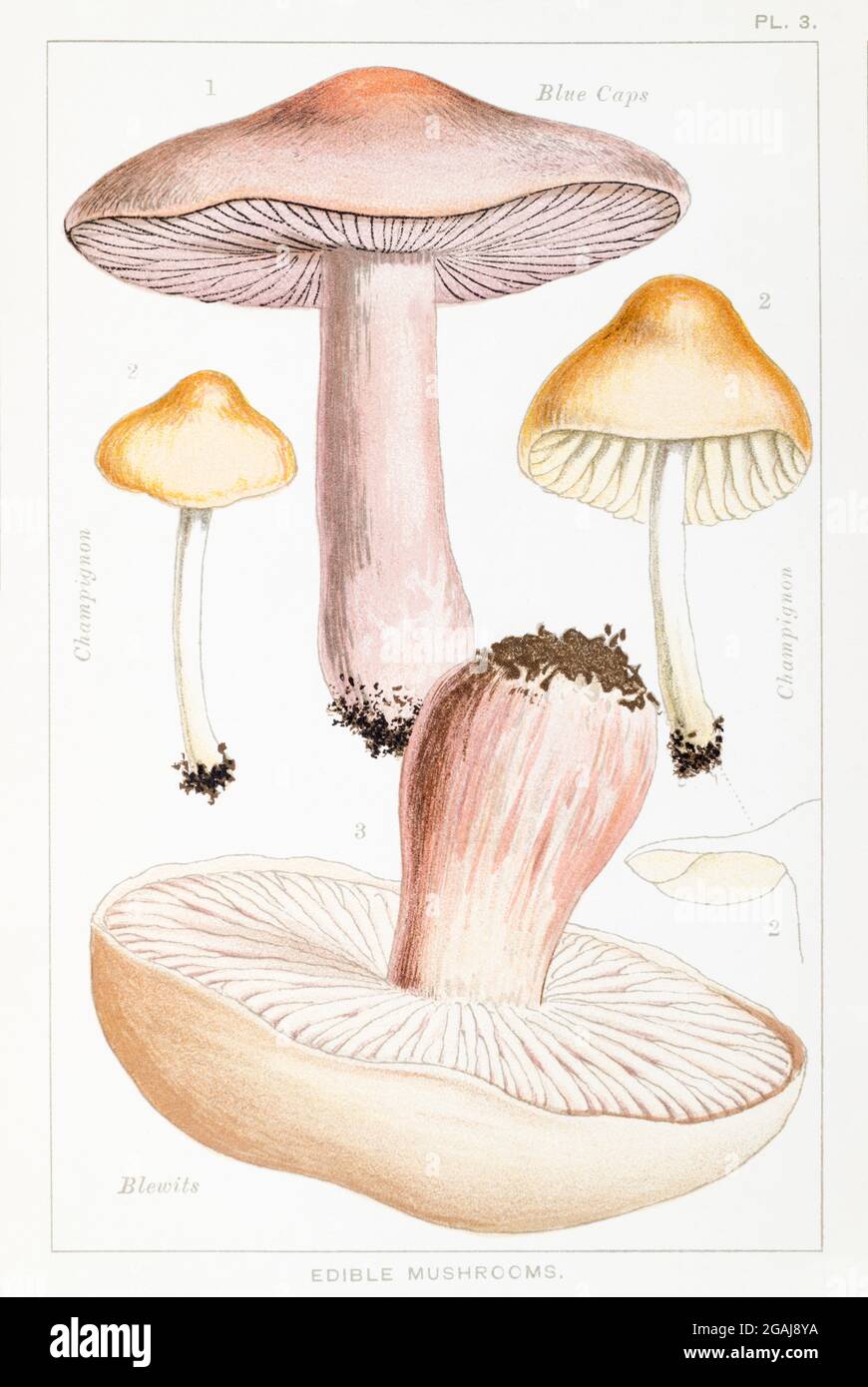 Illustration of Tricholoma nuda, Marasmius oreades & Tricholoma (Lepista) personata in Mordecai Cooke's 'Edible & Poisonous Mushrooms' 1894 Stock Photo
