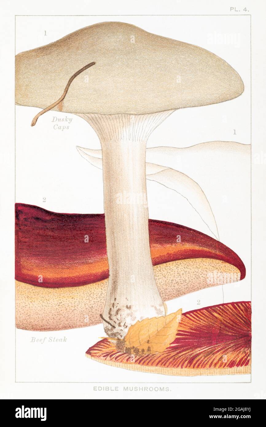 Illustration of Dusky Caps / Clitocybe nebularis & Beefsteak fungus / Fistulina hepatica in Mordecai Cooke's 'Edible & Poisonous Mushrooms' 1894 Stock Photo