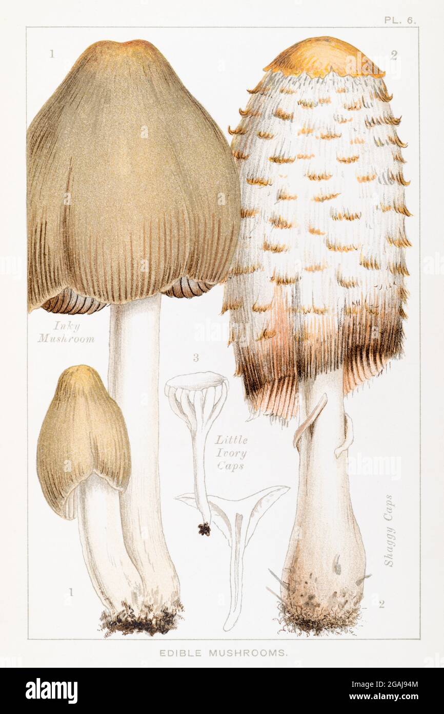 Illustration of Coprinus atramentarius, Coprinus comatus & Hygrophorus niveus in Mordecai Cooke's 'Edible & Poisonous Mushrooms' 1894 Stock Photo