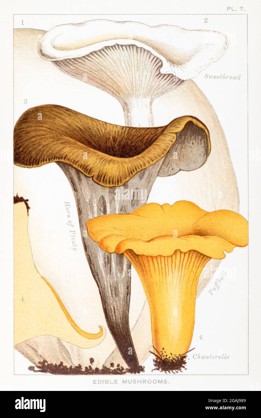 Lycoperdon bovista, Clitopilus orcella, Craterellus cornucopioides & Cantharellus cibarius in Mordecai Cooke's 'Edible & Poisonous Mushrooms' 1894 Stock Photo