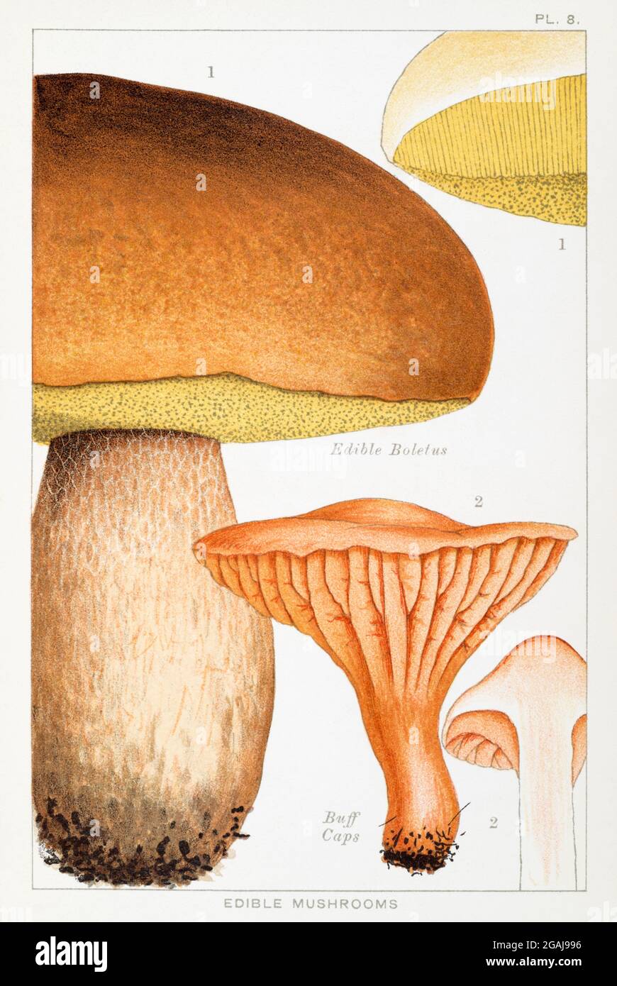 Illustration of Edible Boletus / Boletus edulis & Buff Caps / Hygrophorus pratensis in Mordecai Cooke's 'Edible & Poisonous Mushrooms' 1894 Stock Photo