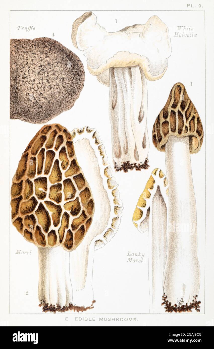 Helvella crispa, Morchella esculenta / Morel, Morchella semilibera, Tuber aestivum / Truffle in Mordecai Cooke's 'Edible & Poisonous Mushrooms' 1894 Stock Photo