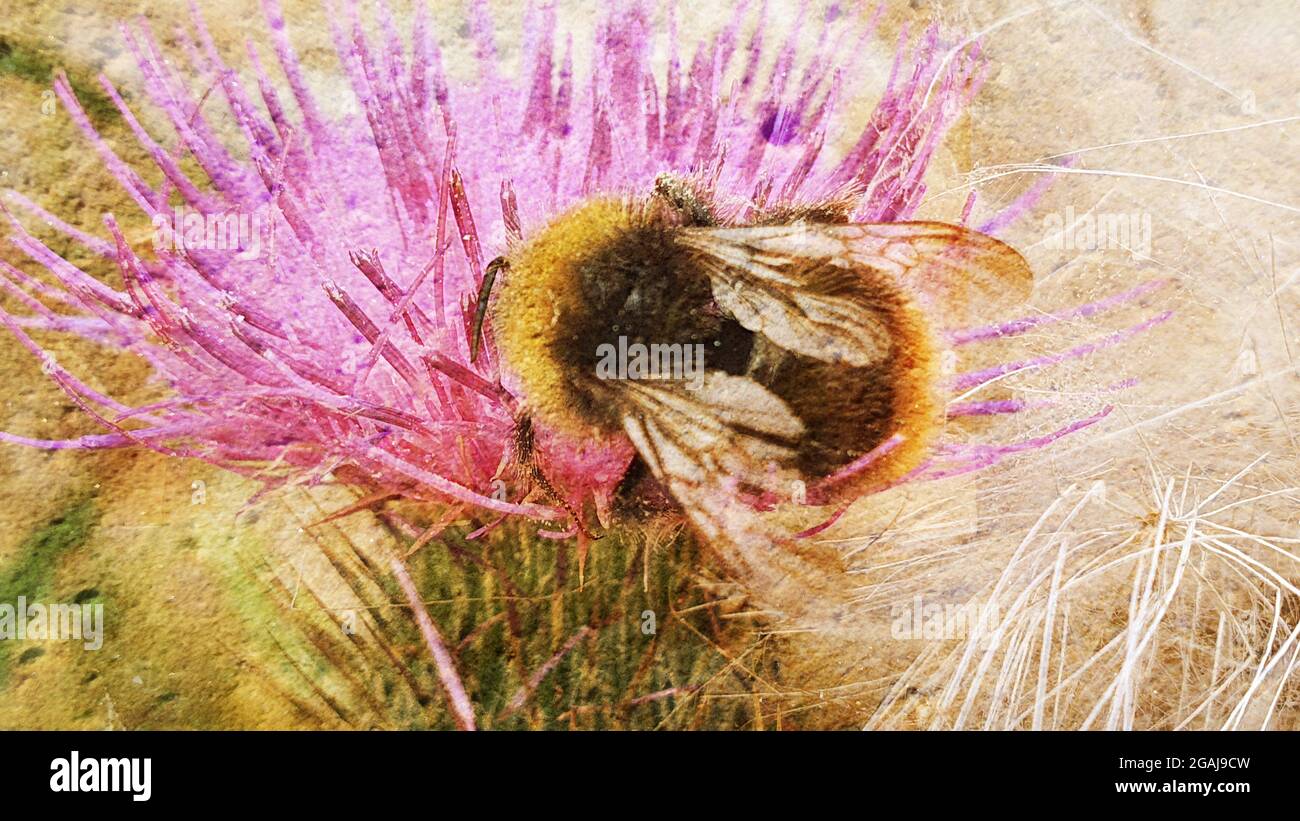 Bee abstract Stock Photo