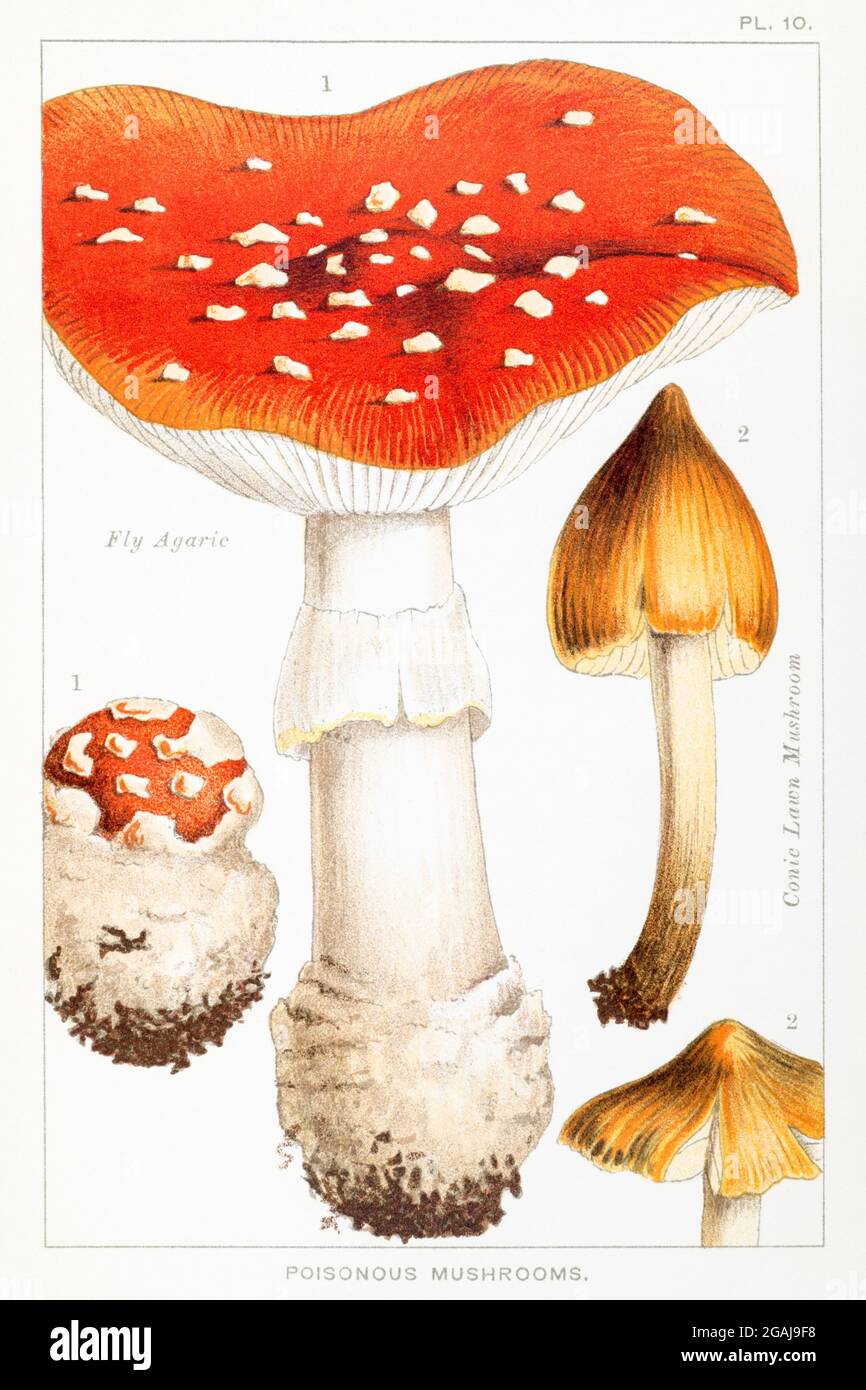 Illustration of Fly Agaric / Amanita muscaria & Conic Lawn Mushroom / Hygrophorus conicus in Mordecai Cooke's 'Edible & Poisonous Mushrooms' 1894 Stock Photo