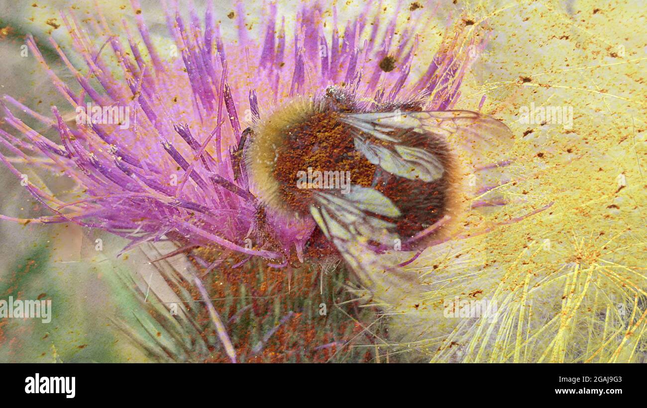 Bee abstract Stock Photo