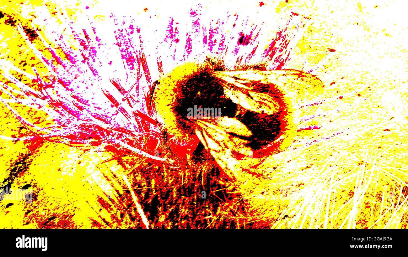 Abstract bee logo hi-res stock photography and images - Alamy