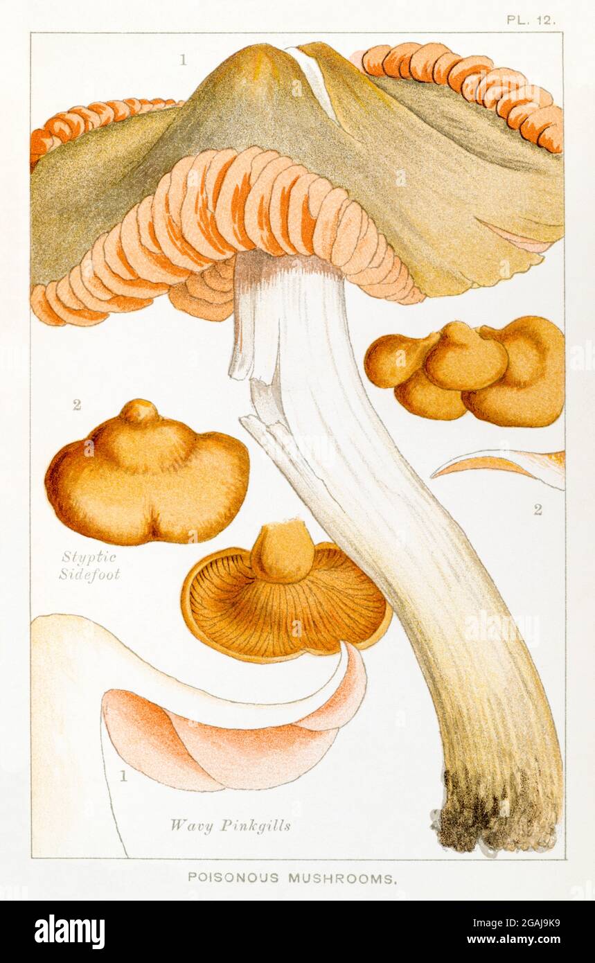 Illustration of Wavy Pink Gills / Entoloma sinuatus & Styptic Sidefoot / Panus stypticus in Mordecai Cooke's 'Edible & Poisonous Mushrooms' 1894 Stock Photo