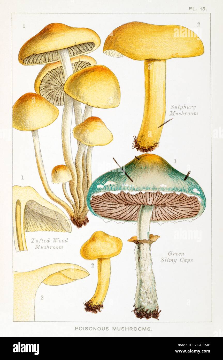 Tufted Wood Mushroom / Hypholoma fascicularis, Sulphury Mushroom / Tricholoma sulphurea & Green Slimy Caps / Stropharia aeruginosa in  Cooke. See Note Stock Photo
