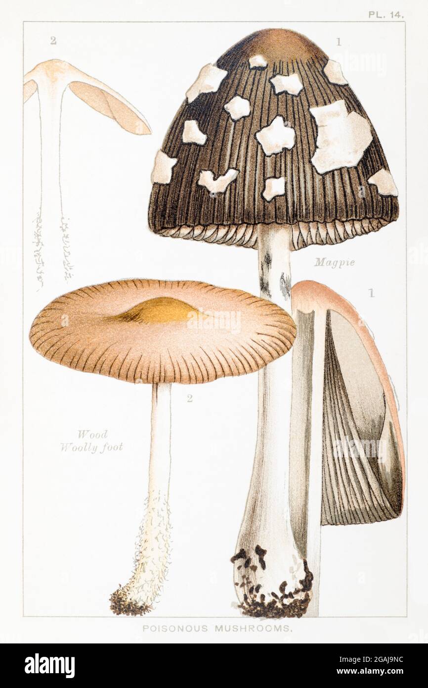 Illustration of Magpie / Coprinus picaceus & Wood Woolly Foot / Marasmius peronatus in Mordecai Cooke's 'Edible & Poisonous Mushrooms' 1894 Stock Photo