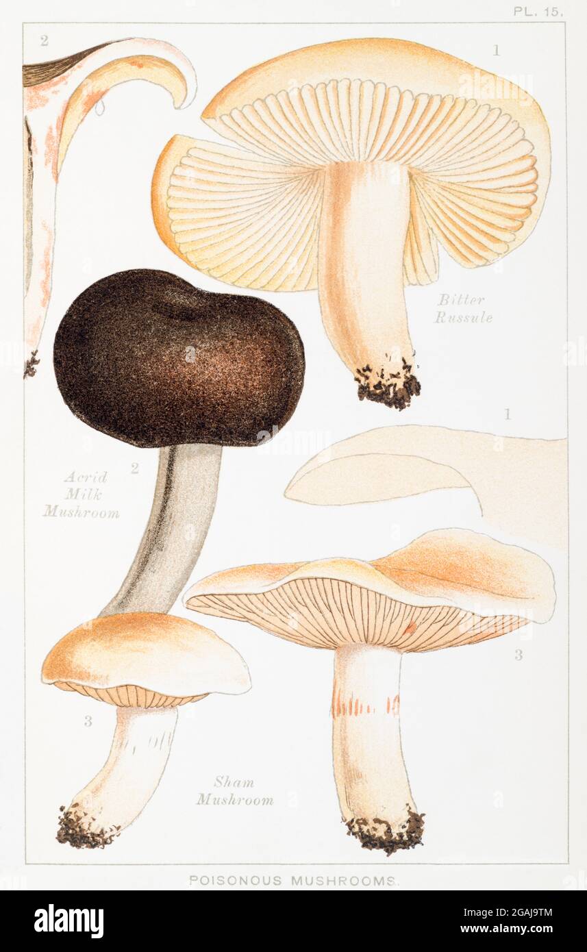 Bitter Russule / Russula fellea, Acrid Milk-Mushroom / Lactarius acris & Sham Mushroom / Hebeloma fastibilis in Mordecai Cooke's fungus book See Notes Stock Photo