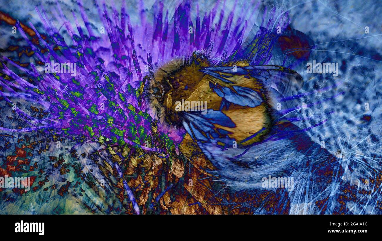 Bee abstract Stock Photo