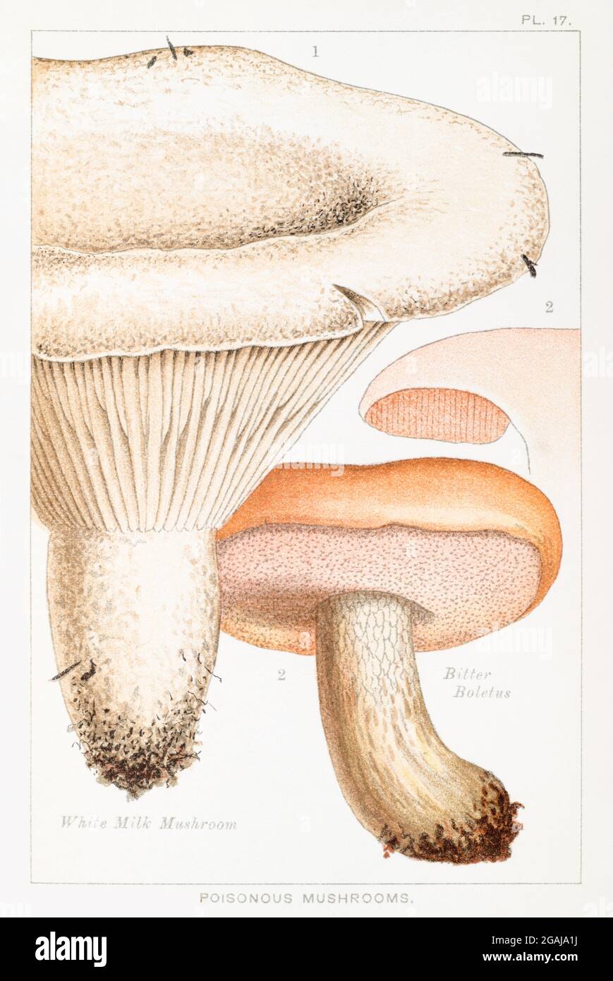 Illustration of White Milk-Mushroom / Lactarius vellereus & Bitter Boletus / Boletus felleus in Mordecai Cooke's 'Edible & Poisonous Mushrooms' 1894 Stock Photo