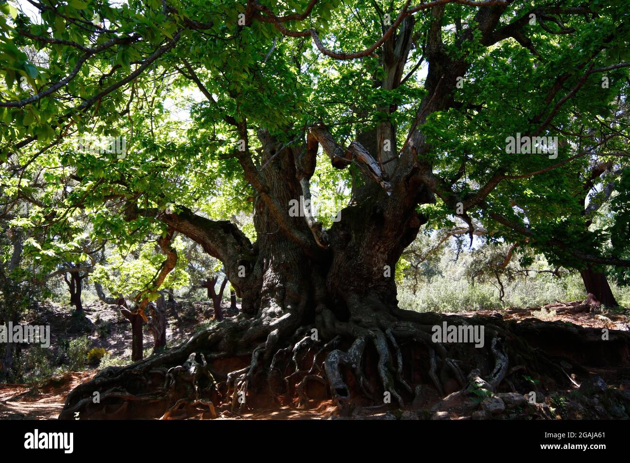 The holy chestnut of Istan (Castaño Santo) in the province of Malaga is a tree with more than a thousand years old, unique in its kind Stock Photo