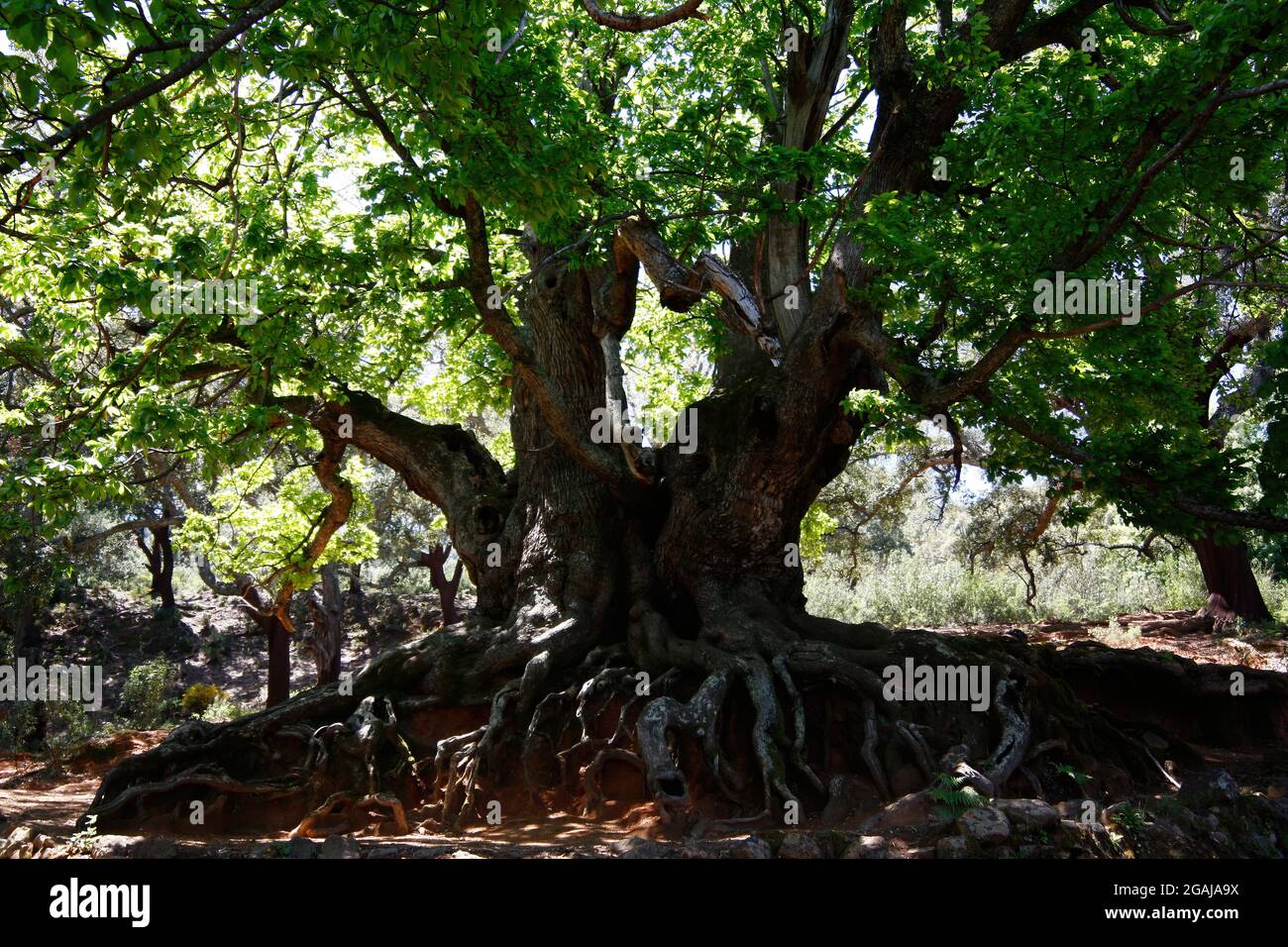 Castaño santo hi-res stock photography and images - Alamy