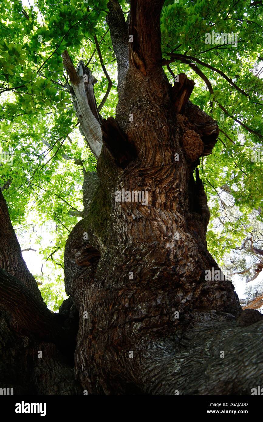 The holy chestnut of Istan (Castaño Santo) in the province of Malaga is a tree with more than a thousand years old, unique in its kind Stock Photo
