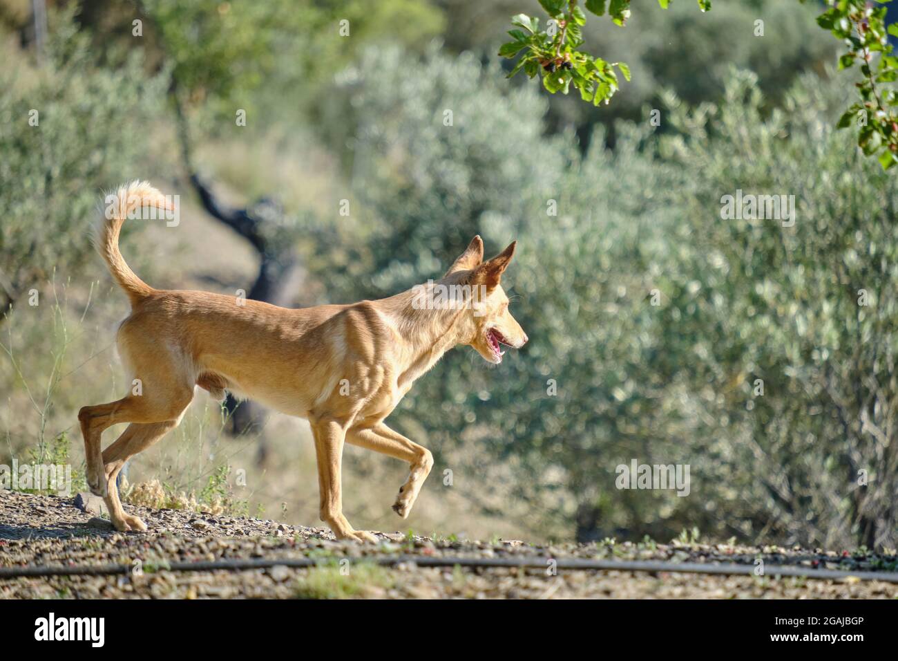 Young brown Andalusian Hound running through the field, hunting dog for rabbits, hares, partridges and wood pigeons Stock Photo