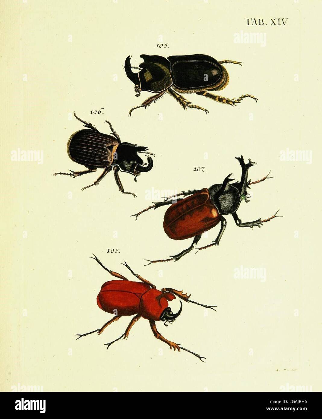 White color descriptions wild animal hi-res stock photography and ...