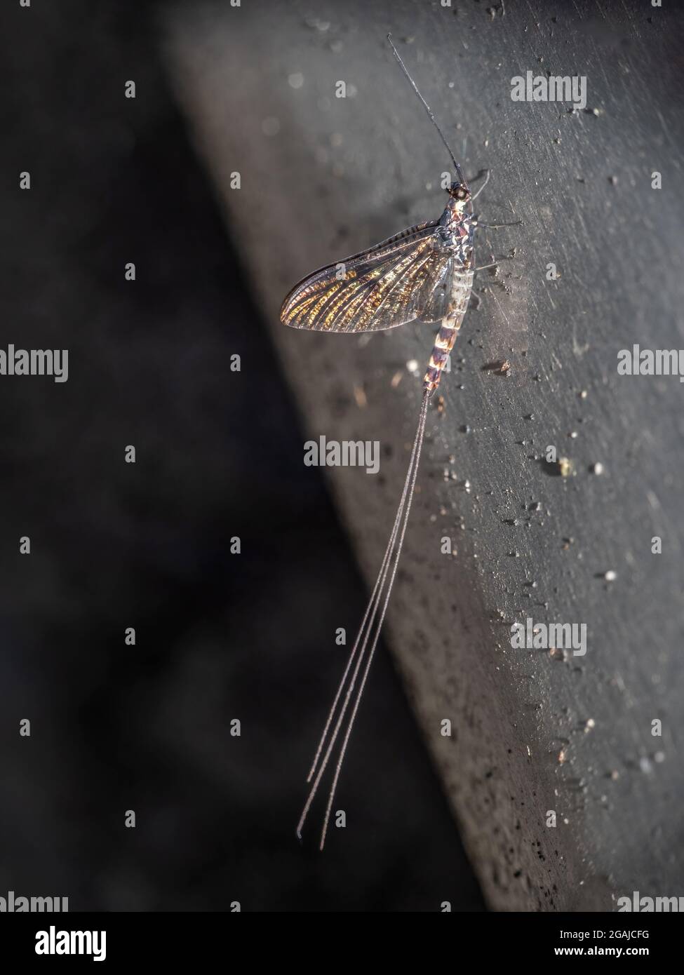 Mayfly, Ephemera danica, on my car. Stock Photo