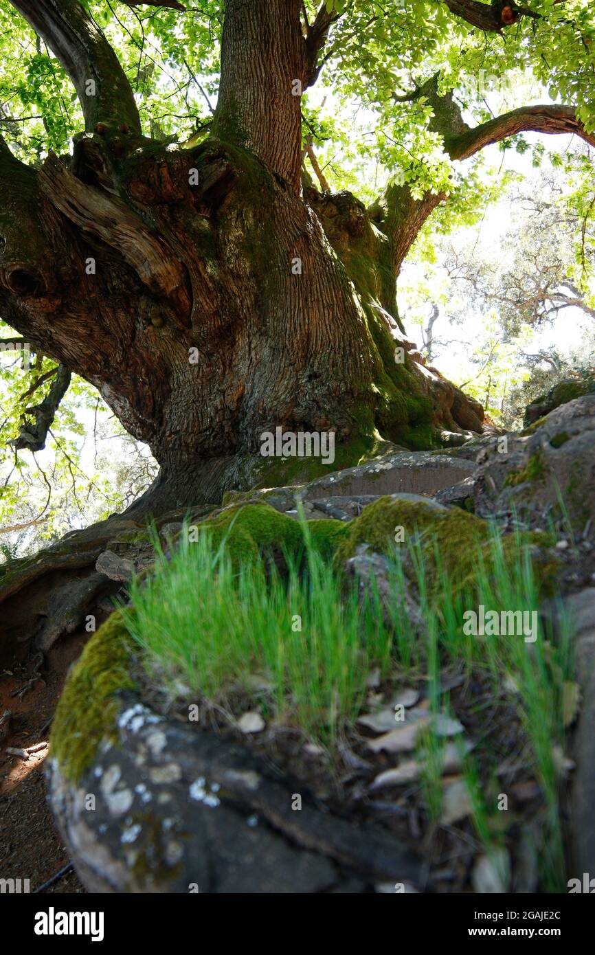 Big old chestnut tree hi-res stock photography and images - Alamy