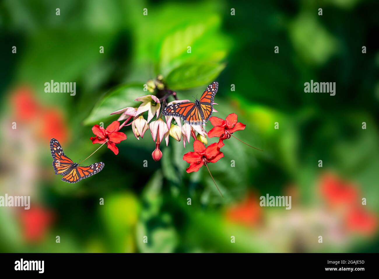 Two Monarch butterflies or Danaus Plexippus are gathering on white petal to get delicious morning meal with green bokeh background. Stock Photo