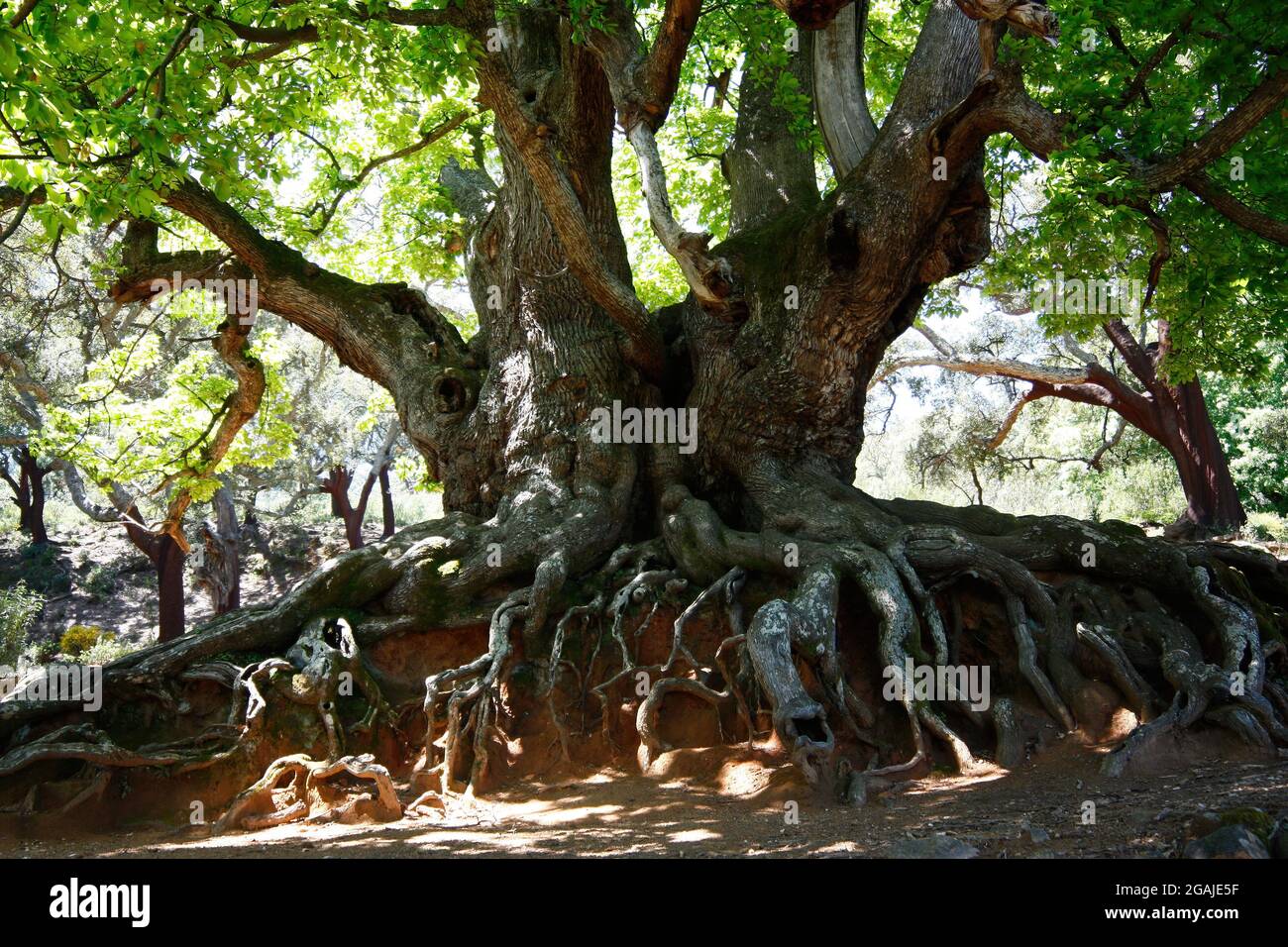 The holy chestnut of Istan (Castaño Santo) in the province of Malaga is ...