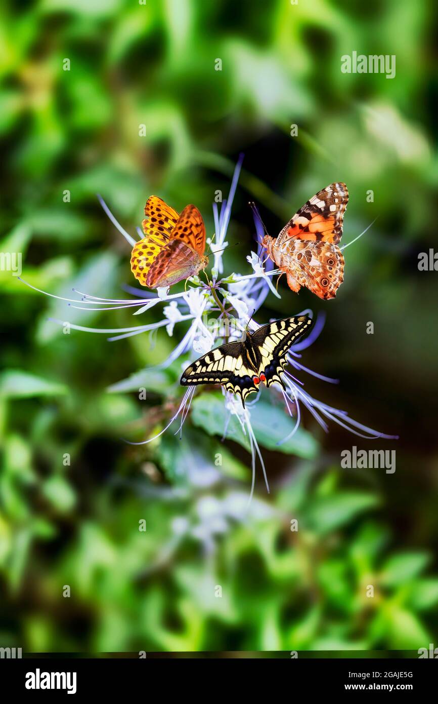 The Painted Lady butterfly or Vanessa cardu, The Swallowtail butterfly or Papilion Machaon with Silver-washed Fritillary butterfly or Argynnis paphia Stock Photo