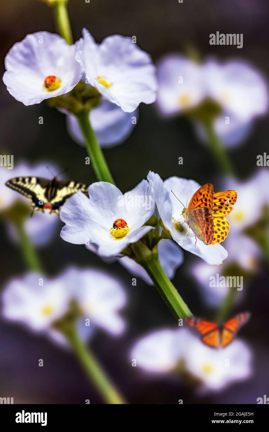 Gathering of Monarch butterfly or Danaus plexippus,  Silver-washed Fritillary butterfly or Argynnis paphia, Papilio Machaon butterfly and two seven-sp Stock Photo