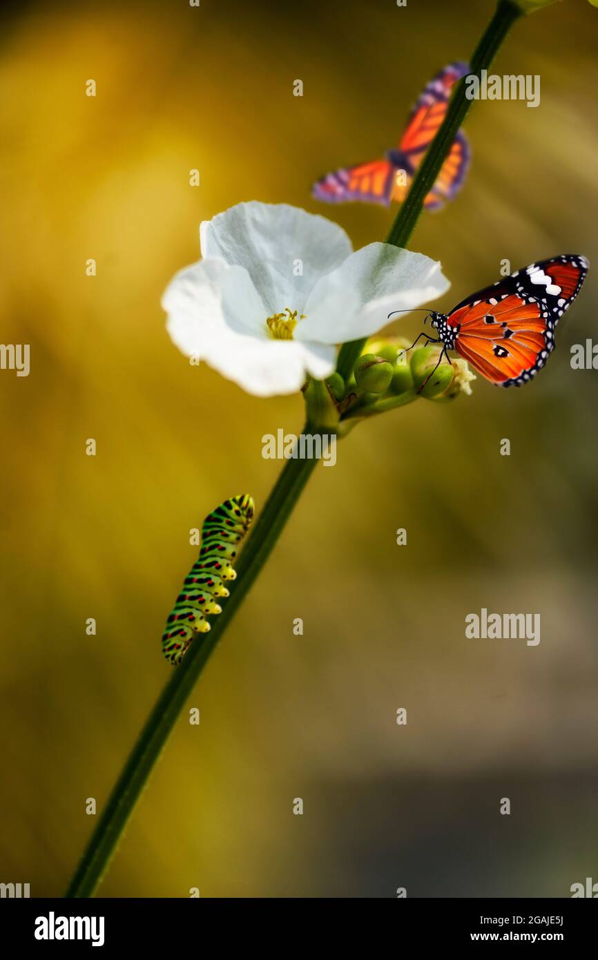 Two butterflies (monarch butterfly or Danaus plexippus soft focus and Plain Tiger or Danaus chrysippus focus) and one caterpillar with white blossom f Stock Photo