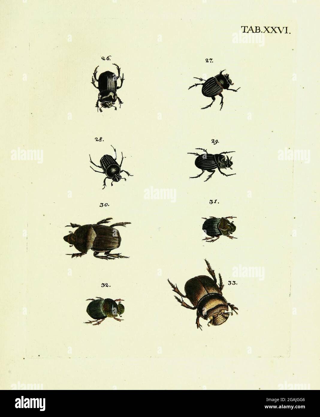 White color descriptions wild animal hi-res stock photography and ...