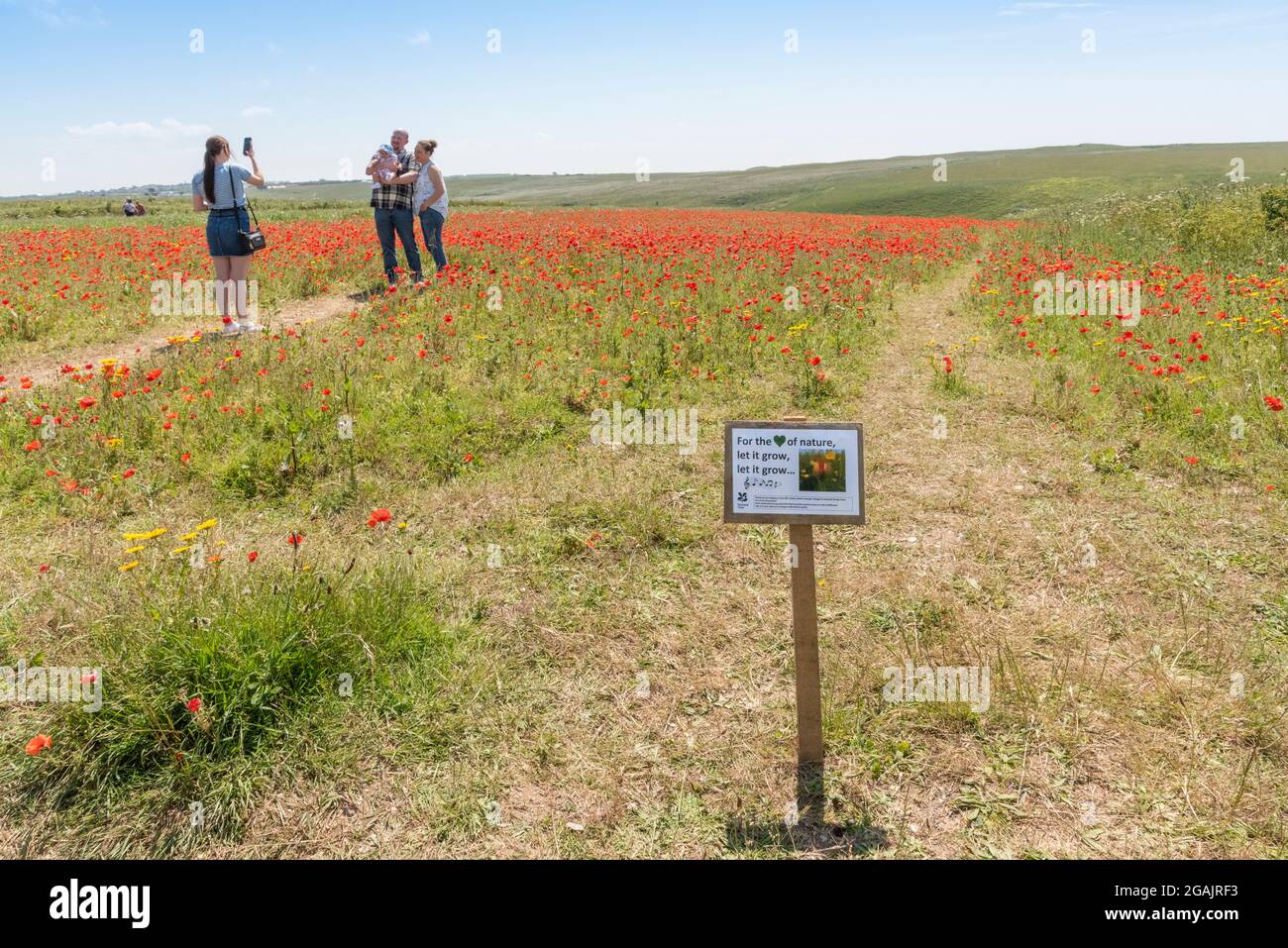 Holidaymakers standing in an arable field of Common Poppies Papaver rhoeas and ignoring signs protecting the habitat on West Pentire in Newquay in Cor Stock Photo