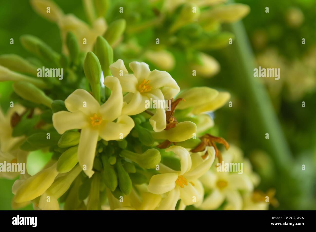 Papaya flowers white yellowish seeds fruit green leaf, Food plant green