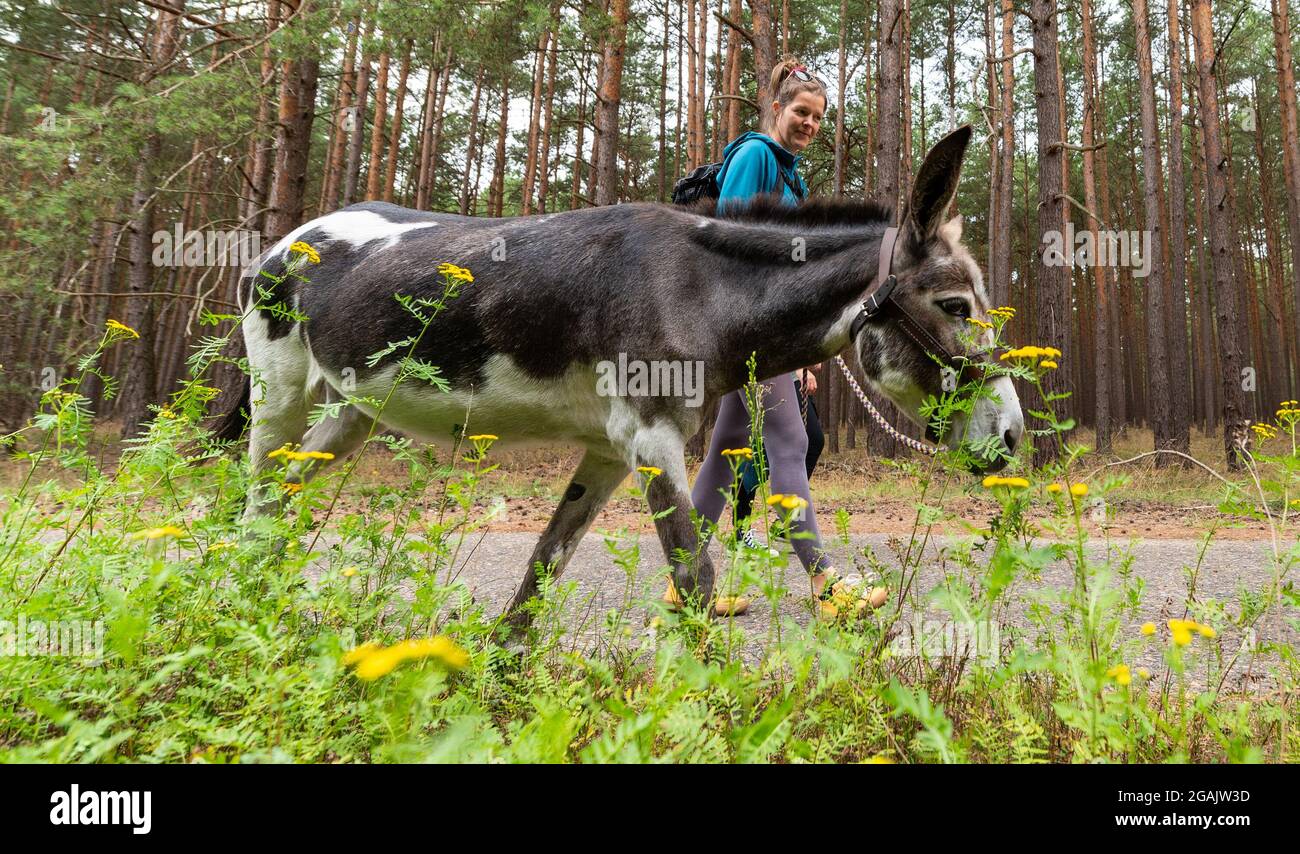 Trebel, Germany. 31st July, 2021. A participant walks with a donkey during a three-hour hike over the salt dome near Gorleben. First time in summer and really well received: The 32nd 'Kulturelle Landpartie' in the Wendland is already attracting a large crowd on the first weekend of the festival. Credit: Philipp Schulze/dpa/Alamy Live News Stock Photo