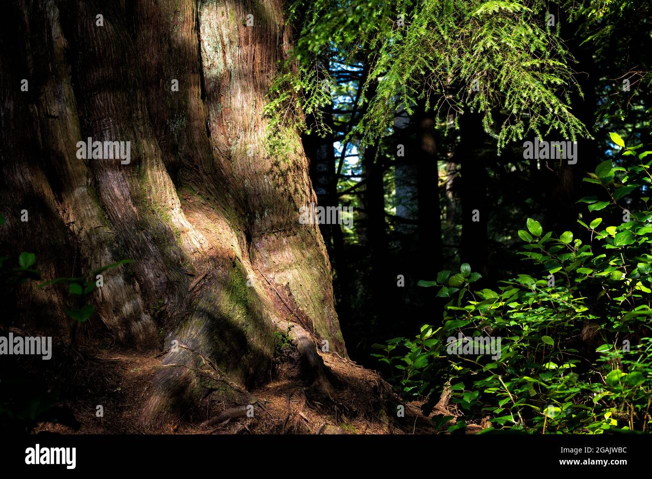 Closeup shot of Western Red Cedar, Thuja plicata, at Jurassic Grover in Vancouver Island, Canada Stock Photo