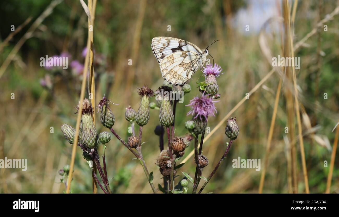Ventral Side of Melanargia Galathea Pollinating Creeping Thistle in Beautiful Nature. Marbled White Butterfly on Flowering Plant on a Meadow. Stock Photo