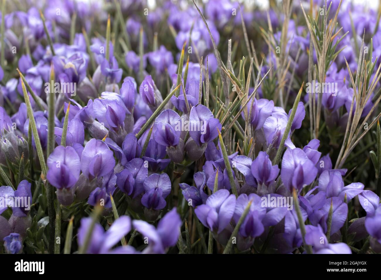 Erinacea anthyllis, thymus vulgaris, blue broom, hedgehog plant, or rushy kidney vetch, wild plant with purple flowers, mediterranean flora Stock Photo