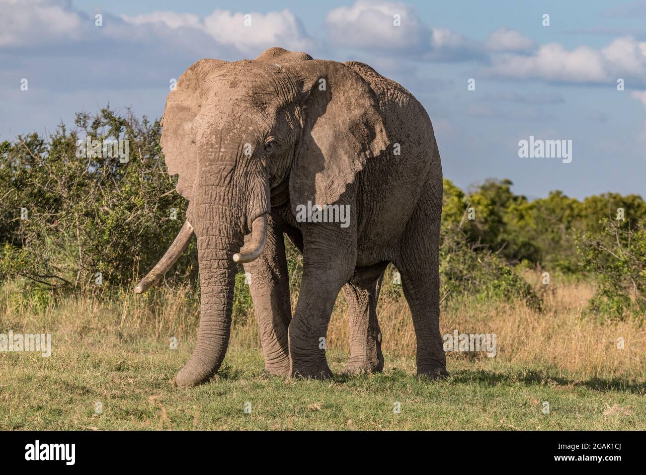 single standing African elephant with large tusks Stock Photo