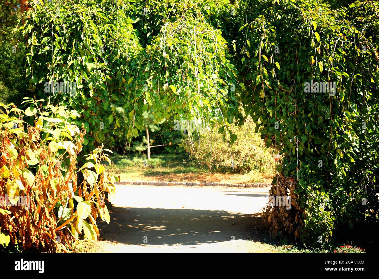 Path in the green park Stock Photo - Alamy